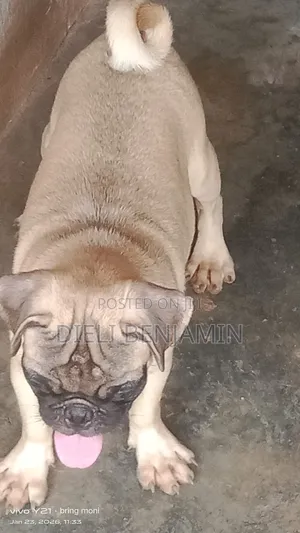 6-12 months Male Purebred Pug