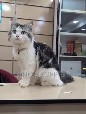 1+ year Male Purebred Persian