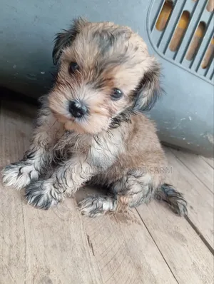 1-3 months Female Purebred Lhasa Apso