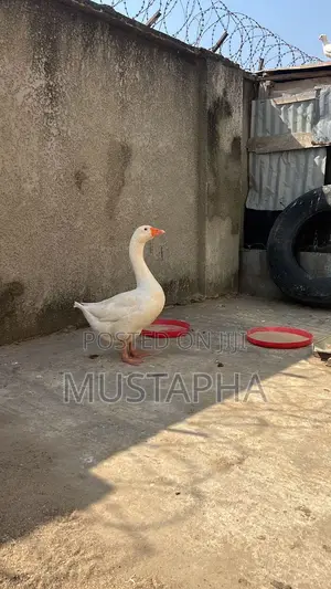 The Mighty Goose