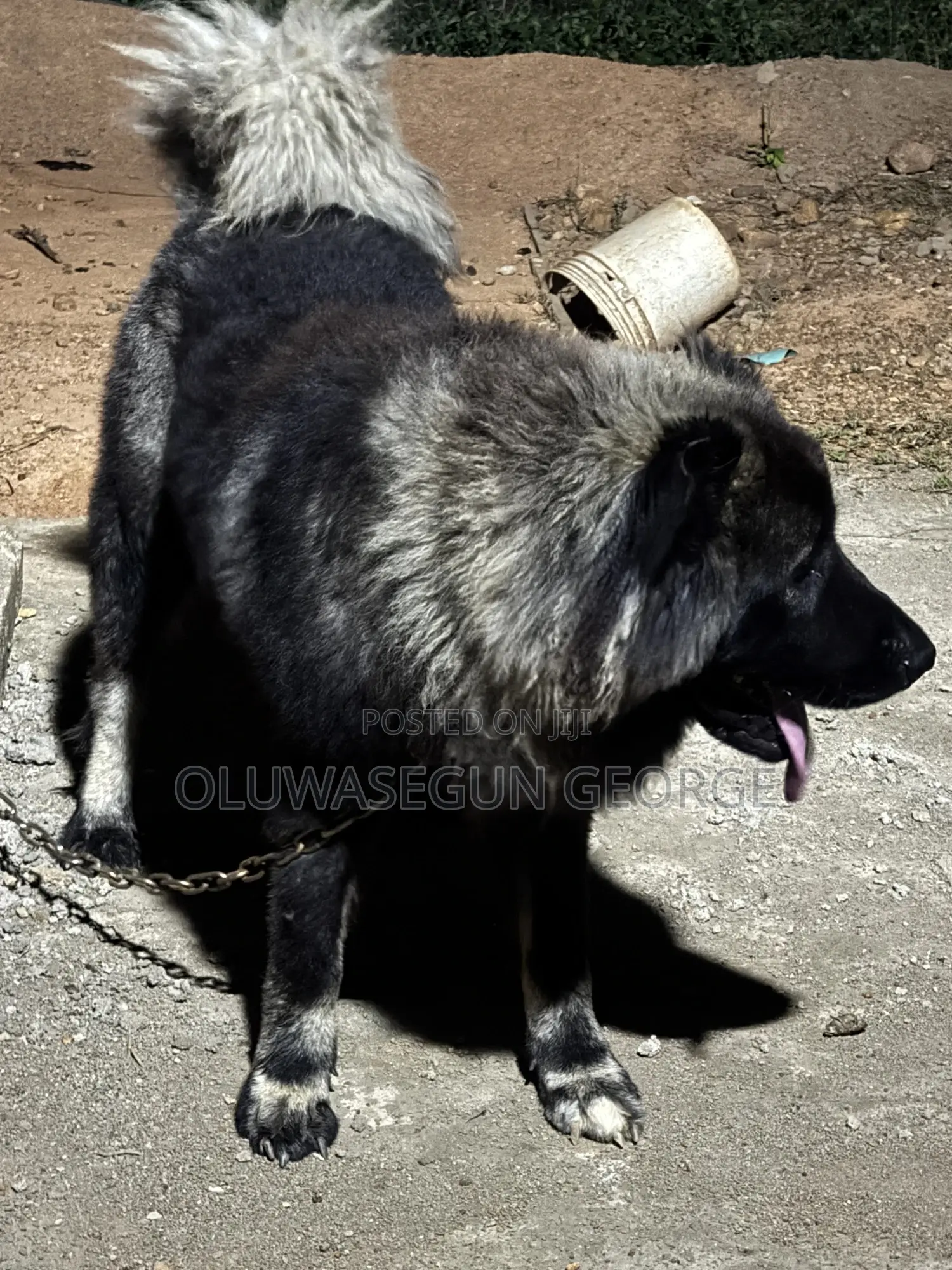 Caucasian Shepherd Stud for Mating Services