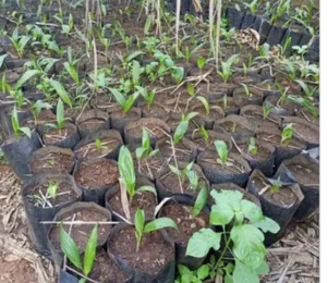 Ayooola Nursery Nylon And Growing Bags
