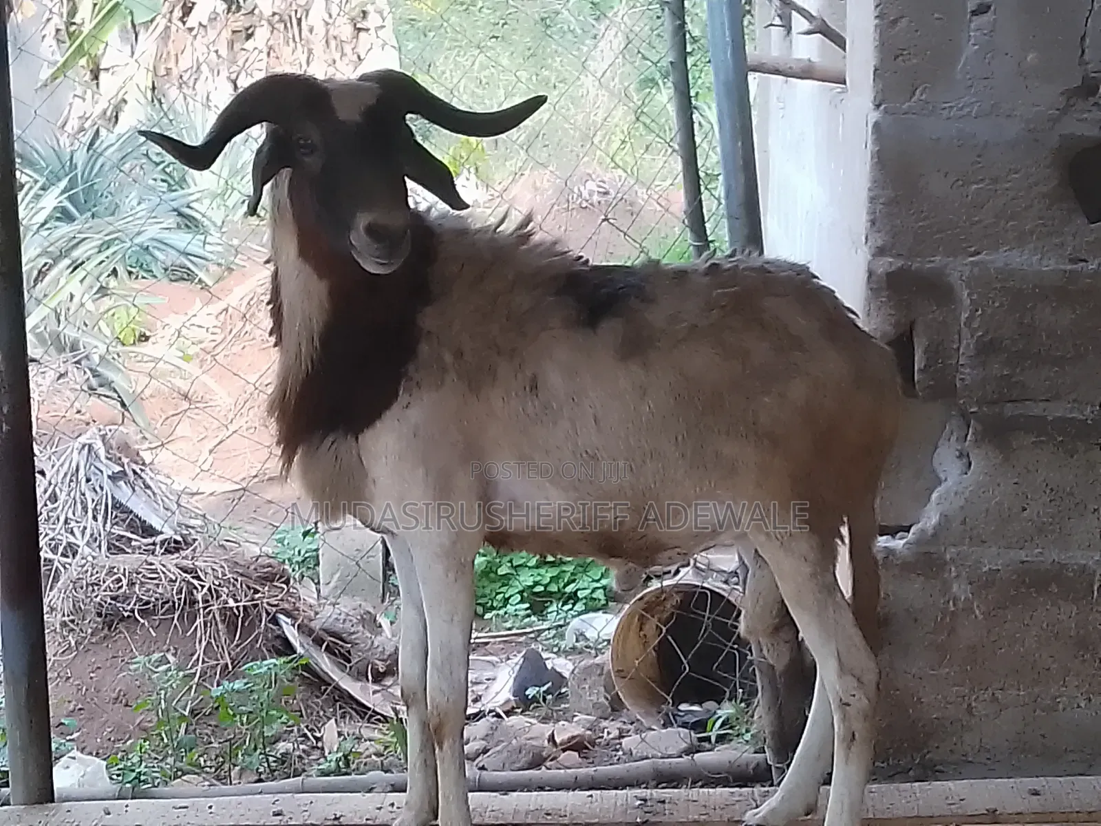 Sallah Ram