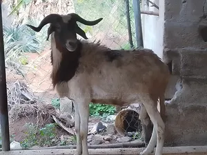 Sallah Ram