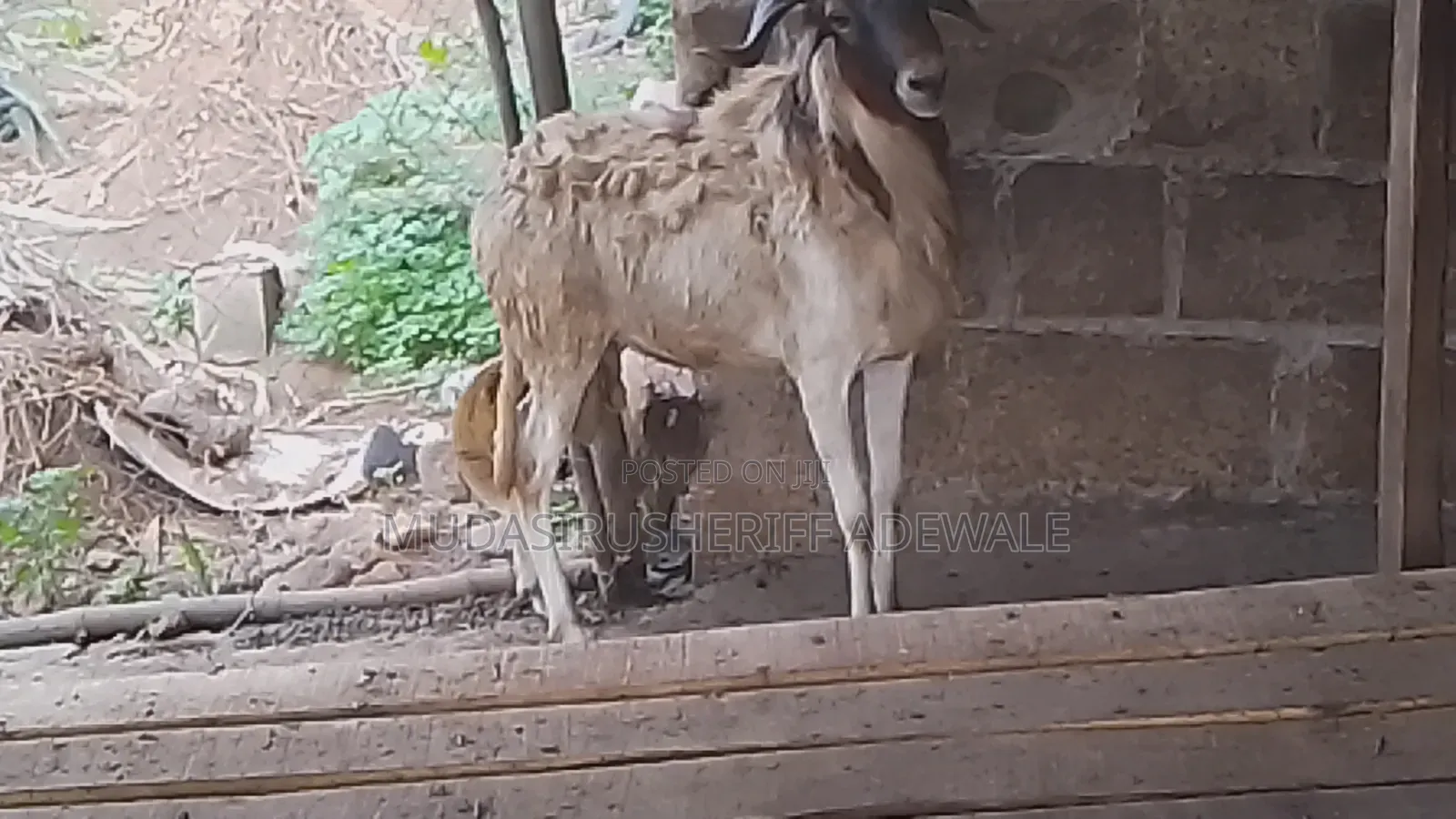 Sallah Ram