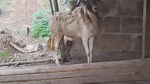 Sallah Ram