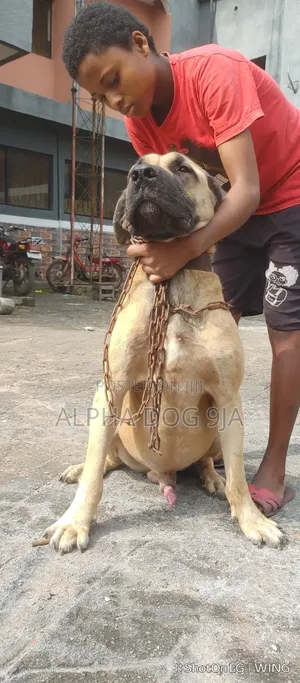1+ year Male Purebred Boerboel