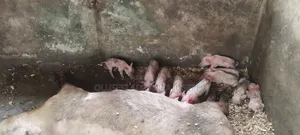 Piglets/Pregnant Pigs
