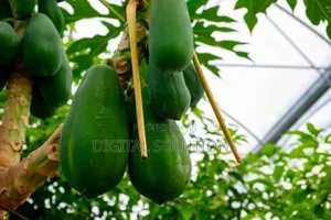 Unripe Pawpaw Per 5pcs. Highly Medicinal Fruit. Minimum Order Is 5pcs.