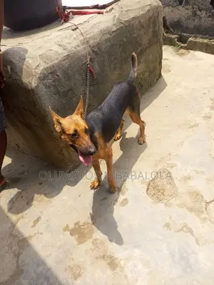 1+ year Male Purebred German Shepherd