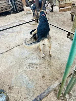 1+ year Female Purebred German Shepherd
