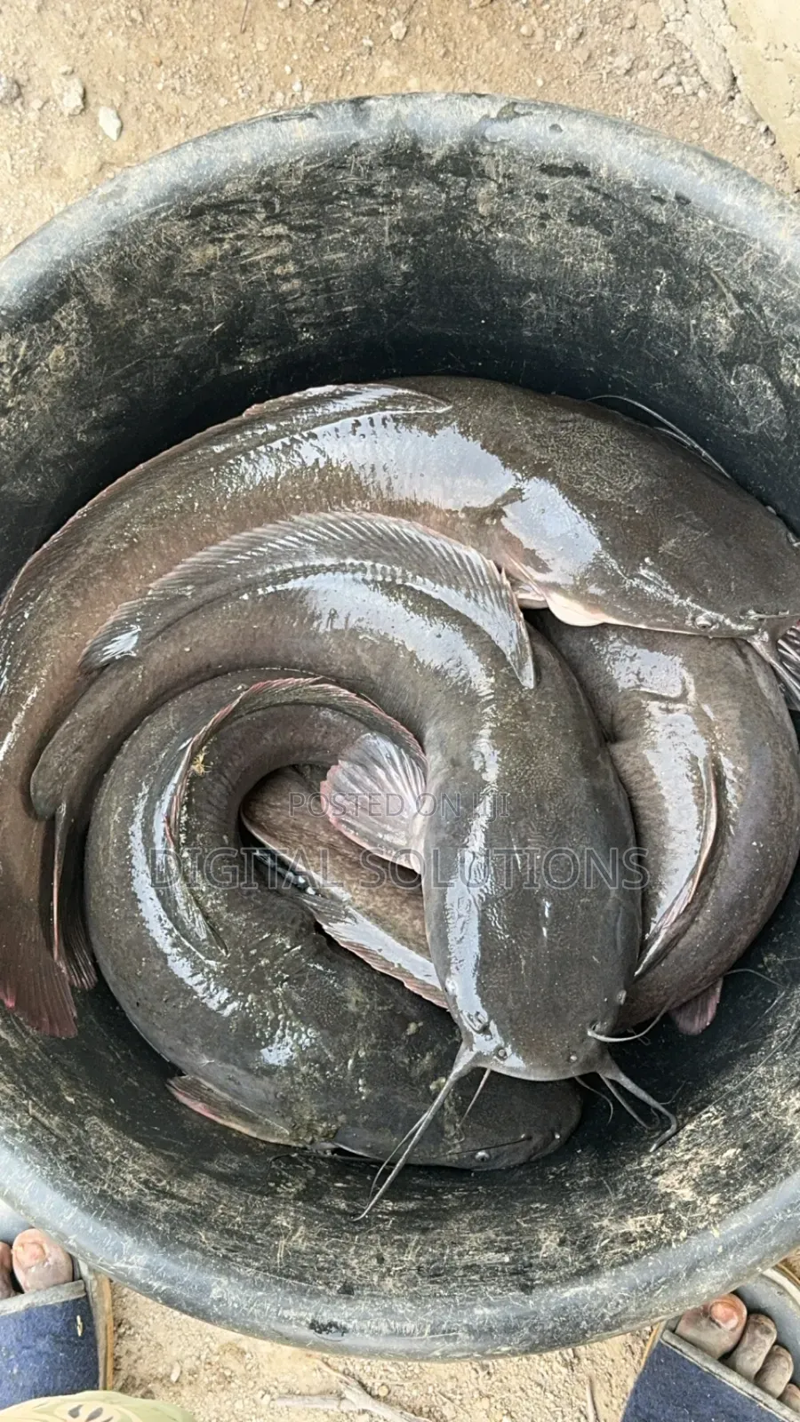 Fresh Catfish Per 6 Pcs.