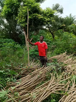 Hybrid Cassava Stem(Ayaya, Tme 419, TMS 30572, Yellow_1bundle