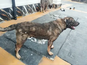 1+ year Male Purebred Boerboel