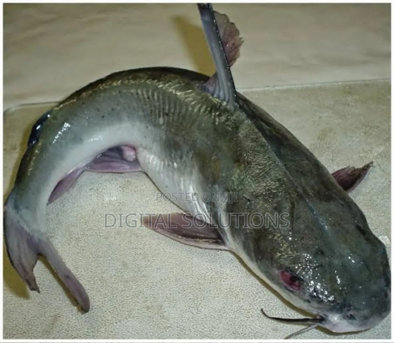 Fresh Catfish Per 6 Pcs.