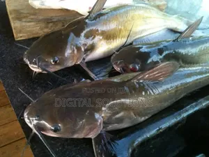 Fresh Catfish Per 6 Pcs.