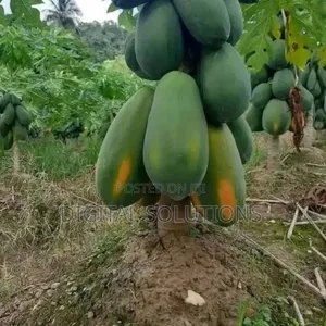 Fresh Pawpaw Per 5 Pcs.