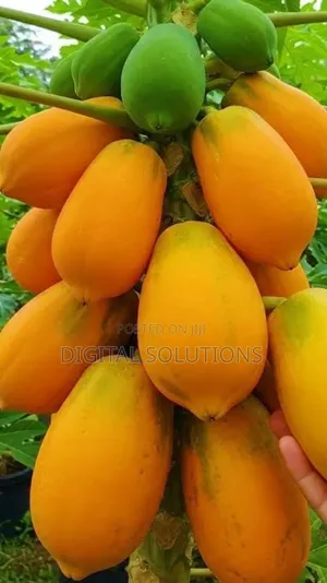 Fresh Pawpaw Per 5 Pcs.