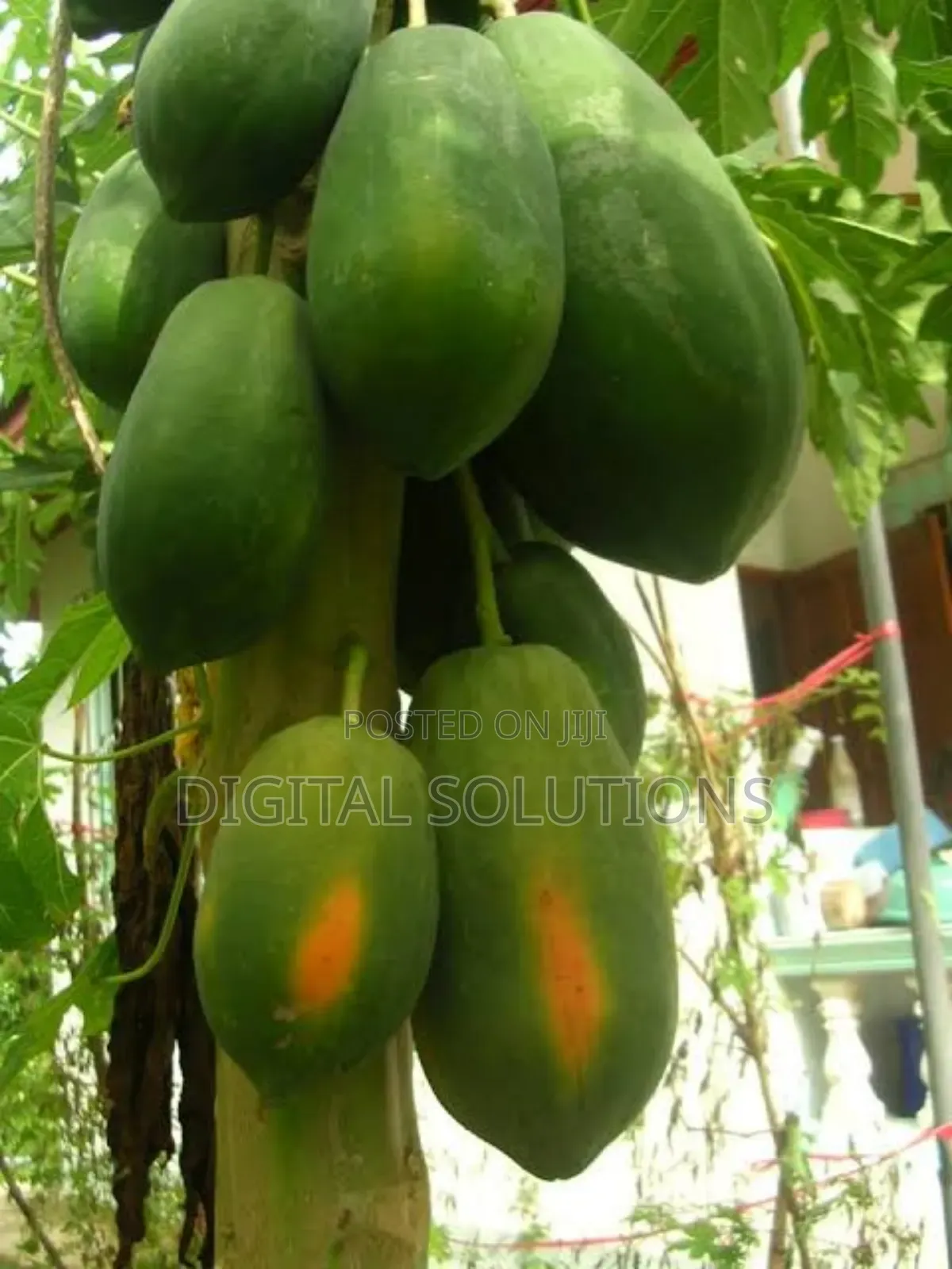Fresh Pawpaw Per 5 Pcs.