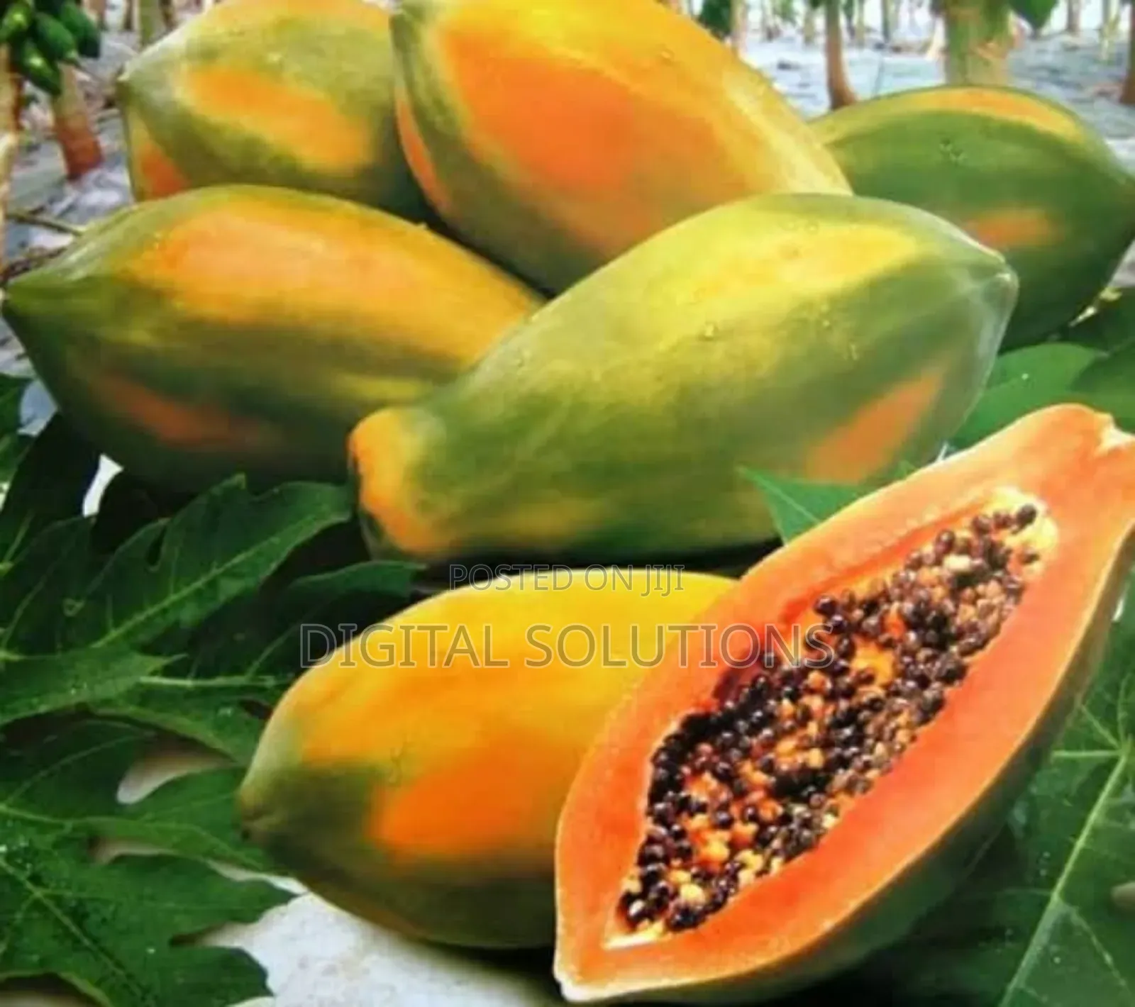 Fresh Pawpaw Per 5 Pcs.