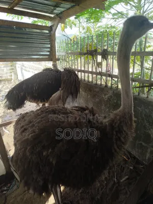 Two Pairs Of Ostrich Birds