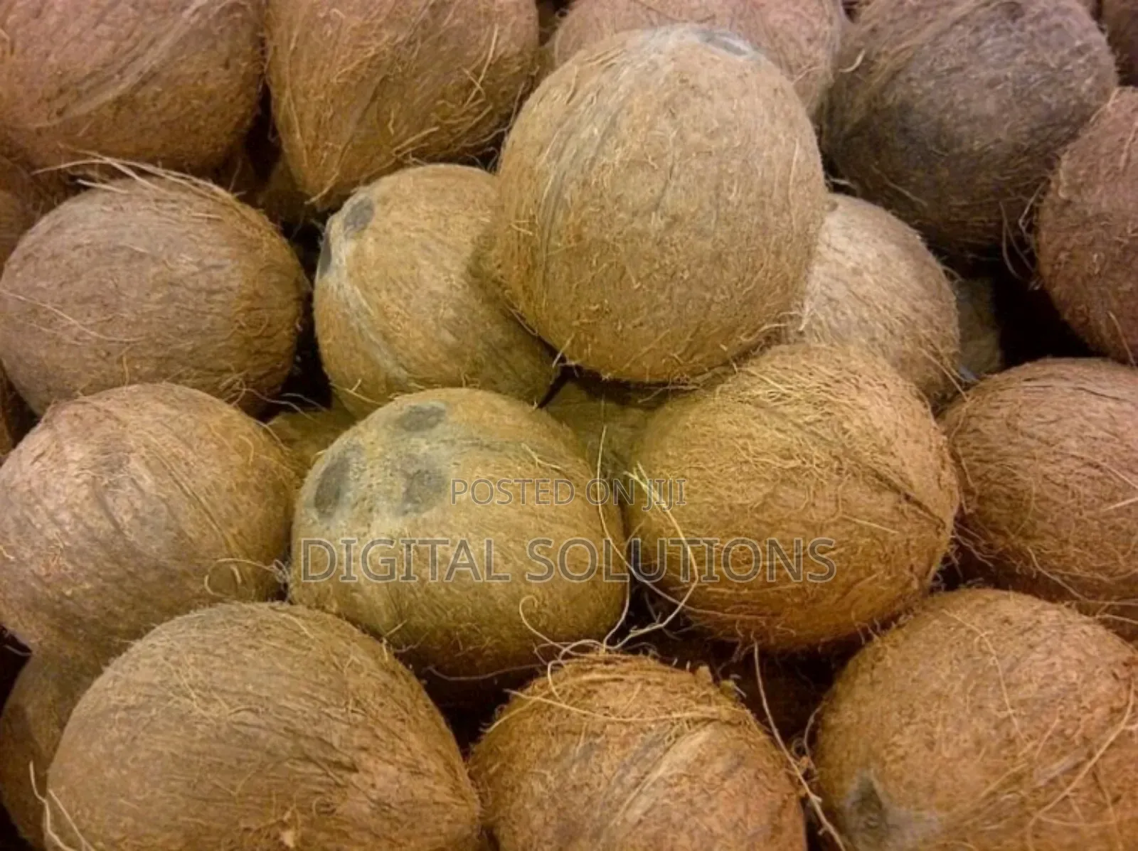 Fresh Organic Coconut Per 7 Pcs.