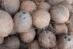 Fresh Organic Coconut Per 7 Pcs.