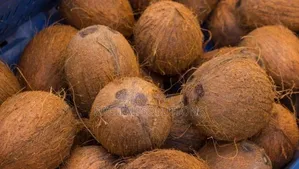 Fresh Organic Coconut Per 7 Pcs.