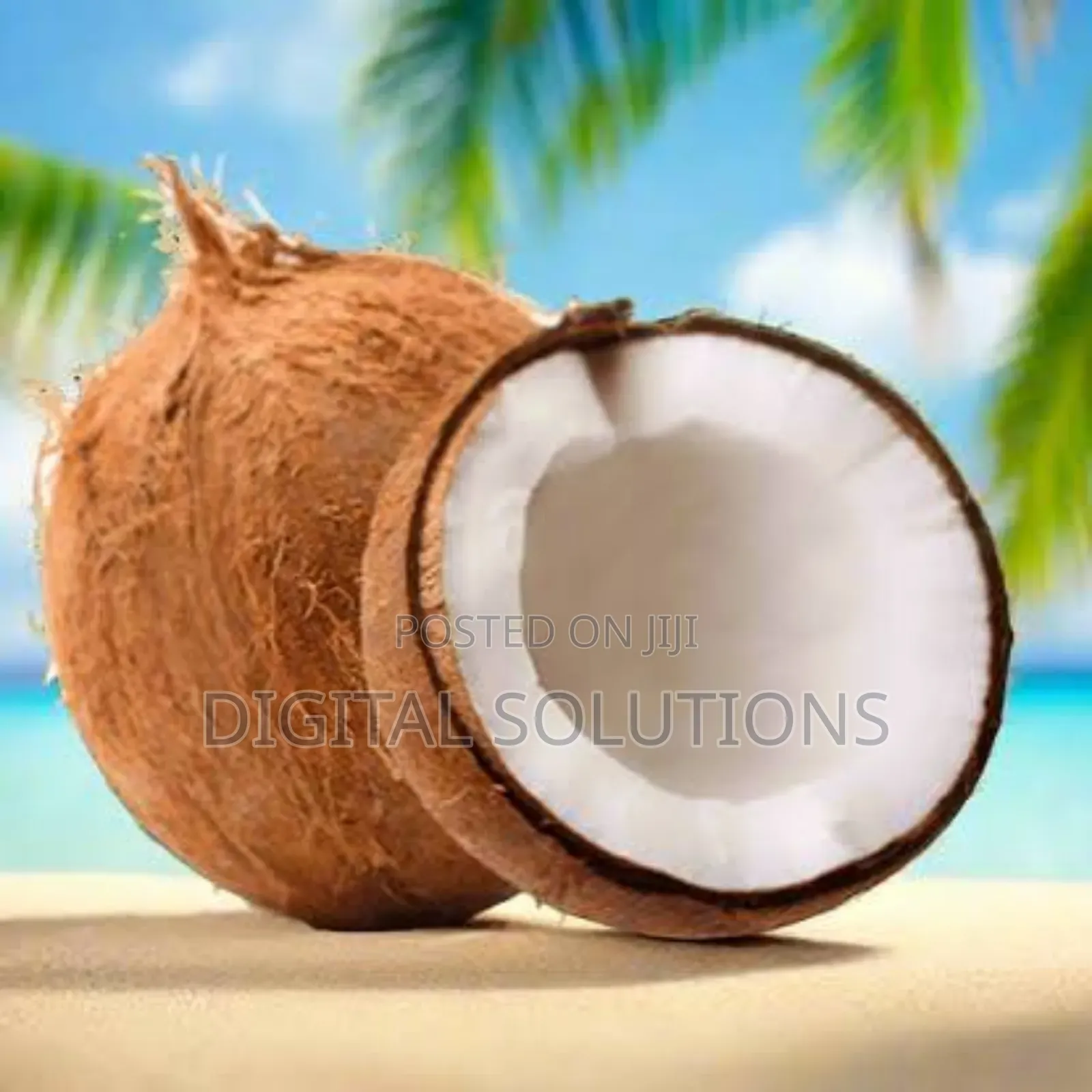 Fresh Organic Coconut Per 7 Pcs.