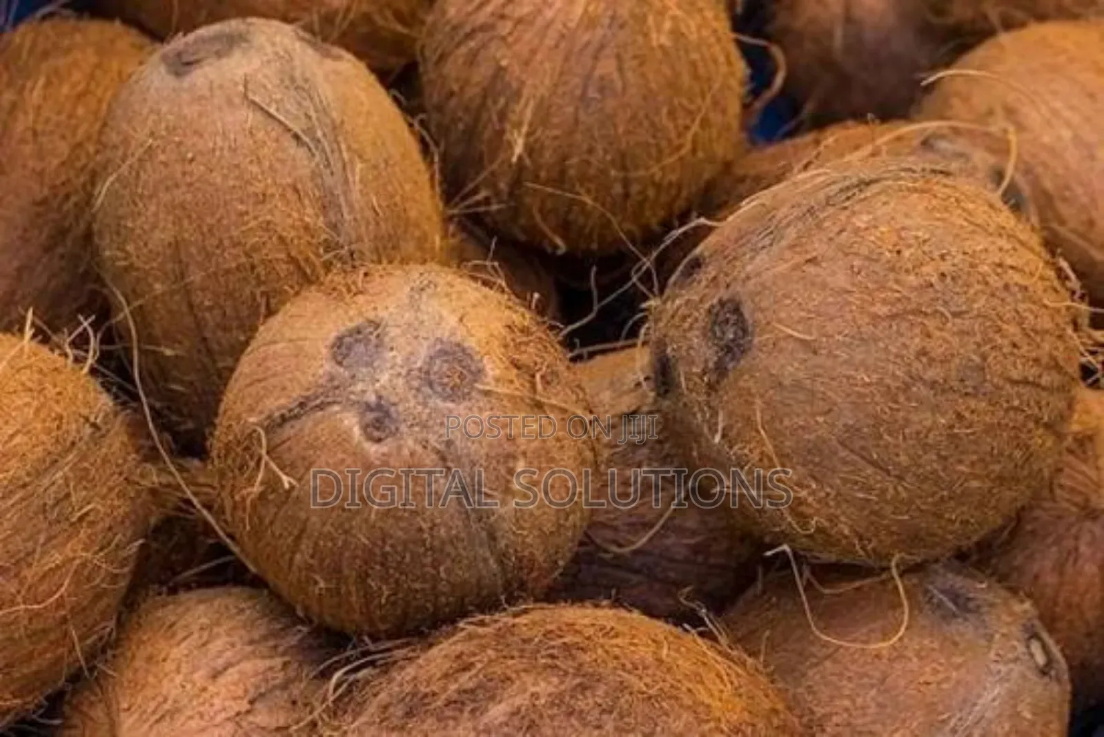 Fresh Organic Coconut Per 7 Pcs.