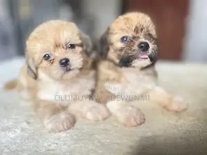 1-3 months Female Purebred Lhasa Apso