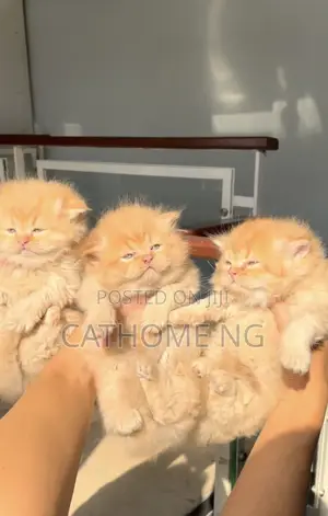 1-3 months Female Purebred Persian