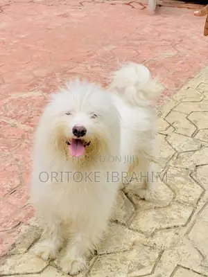 1+ year Male Purebred Old English Sheepdog