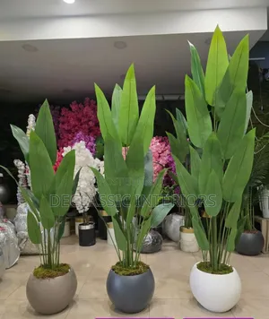 Potted Flowers