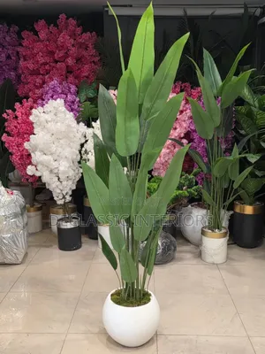 Potted Flowers