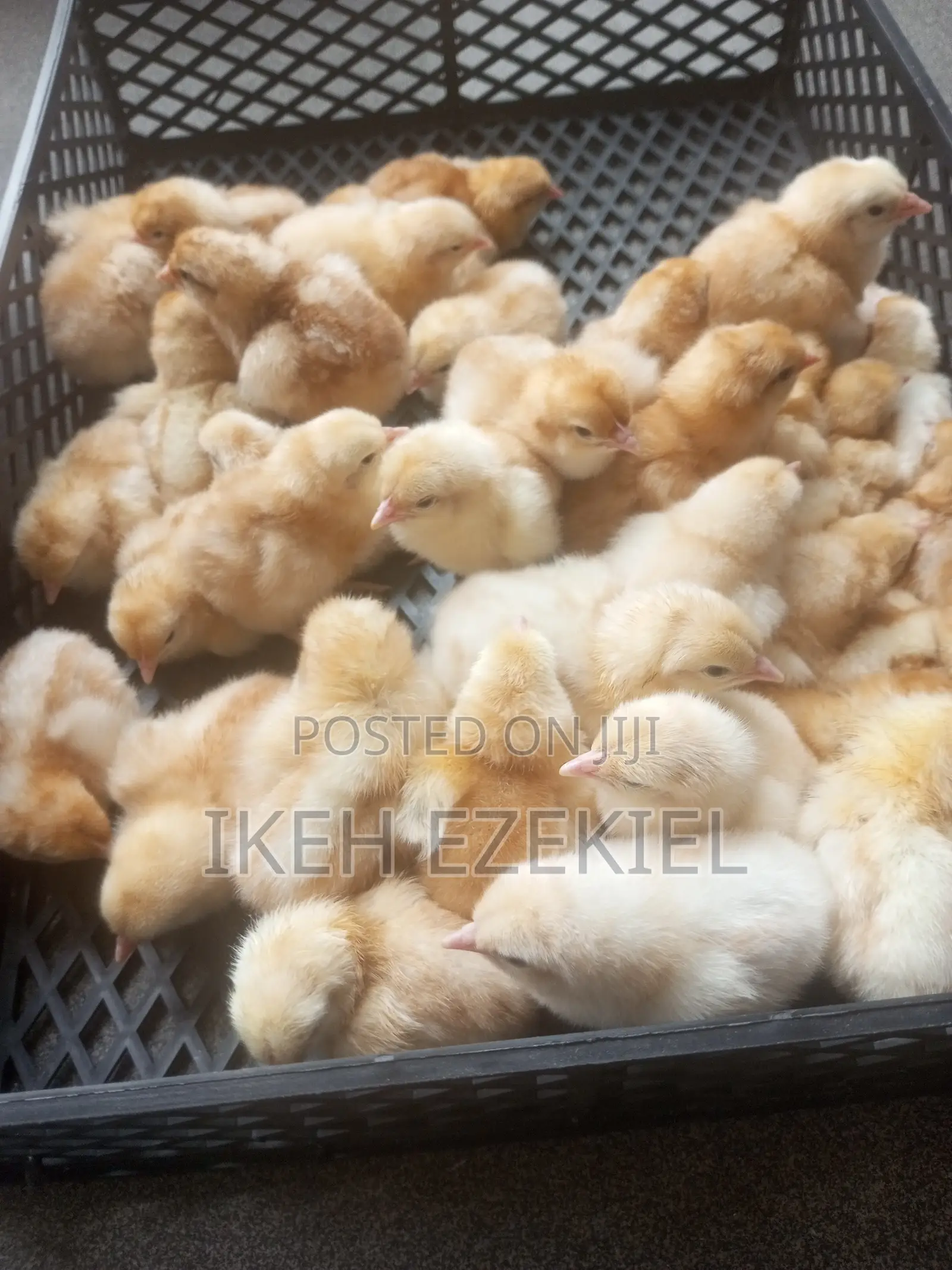 Fertilized Layer Eggs and Their Chicks