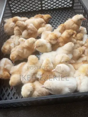 Fertilized Layer Eggs and Their Chicks