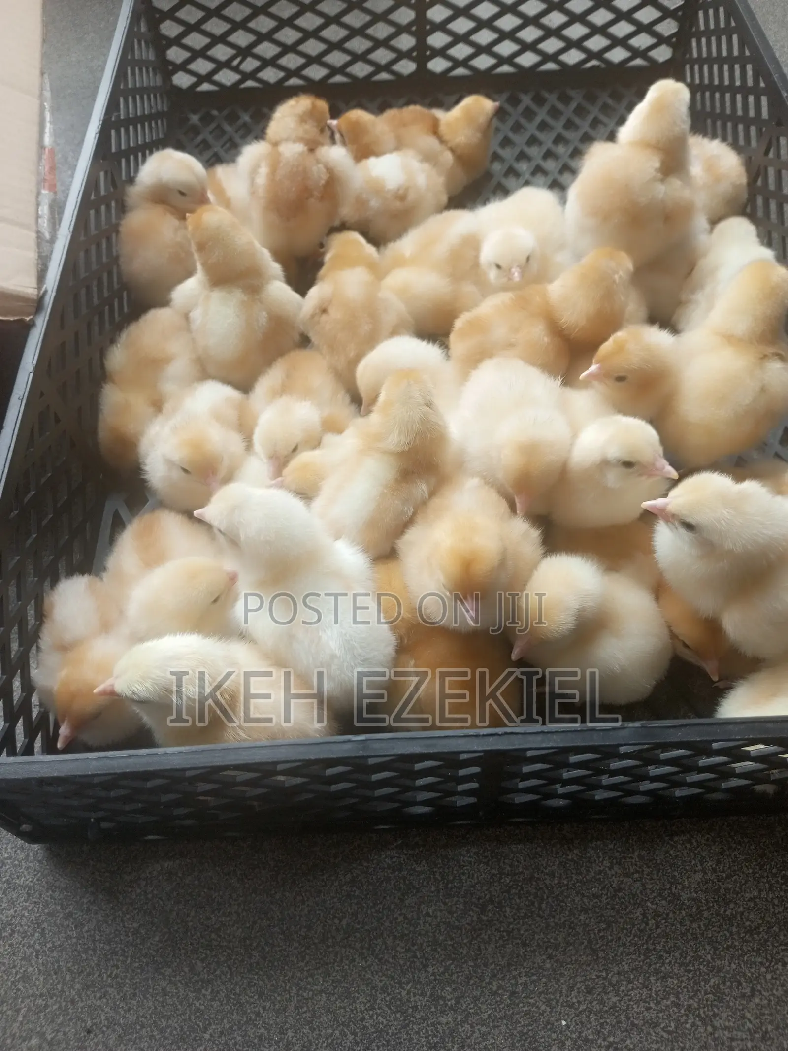 Fertilized Layer Eggs and Their Chicks