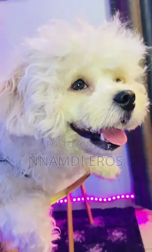 1+ year Male Purebred Lhasa Apso