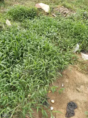 Cornerpiece Plot 5268sqm on Ikoyi Crescent