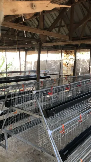 Local a Type Battery Cages