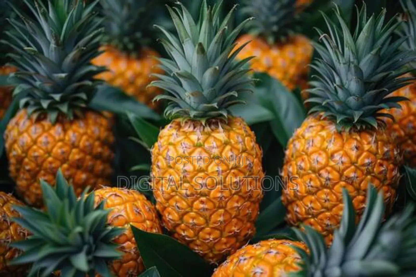 Fresh Pineapple Per 1 Pcs.