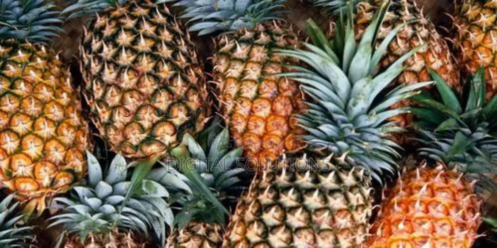 Fresh Pineapple Per 1 Pcs.