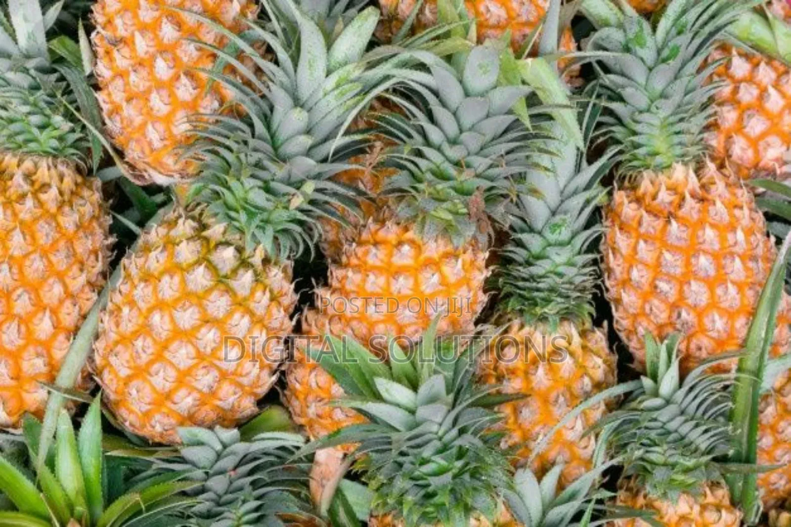 Fresh Pineapple Per 1 Pcs.