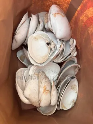 Oysters Shells Per 4 Litres Paint Bucket. Highly Nutritious Sea Food.