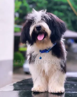 1-3 months Female Purebred Lhasa Apso