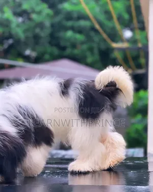 1-3 months Female Purebred Lhasa Apso