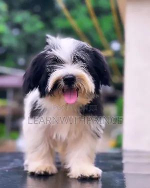 1-3 months Male Purebred Lhasa Apso