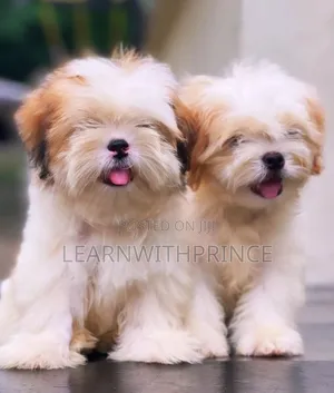 1-3 months Female Purebred Lhasa Apso