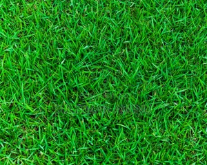 Rye Grass Seeds
